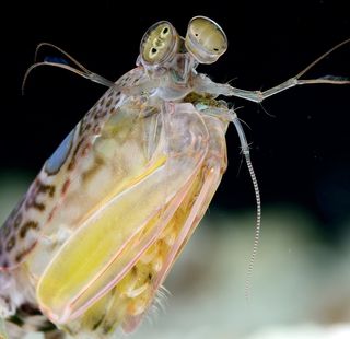 The eyes of the mantis shrimp <em>Raoulserenea komai</em>.