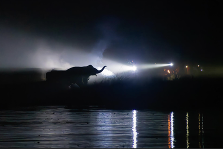 A powerful silhouette of an elephant is illuminated by bright torchlight in a dark, misty night setting, with the reflection visible on a body of water in the foreground.