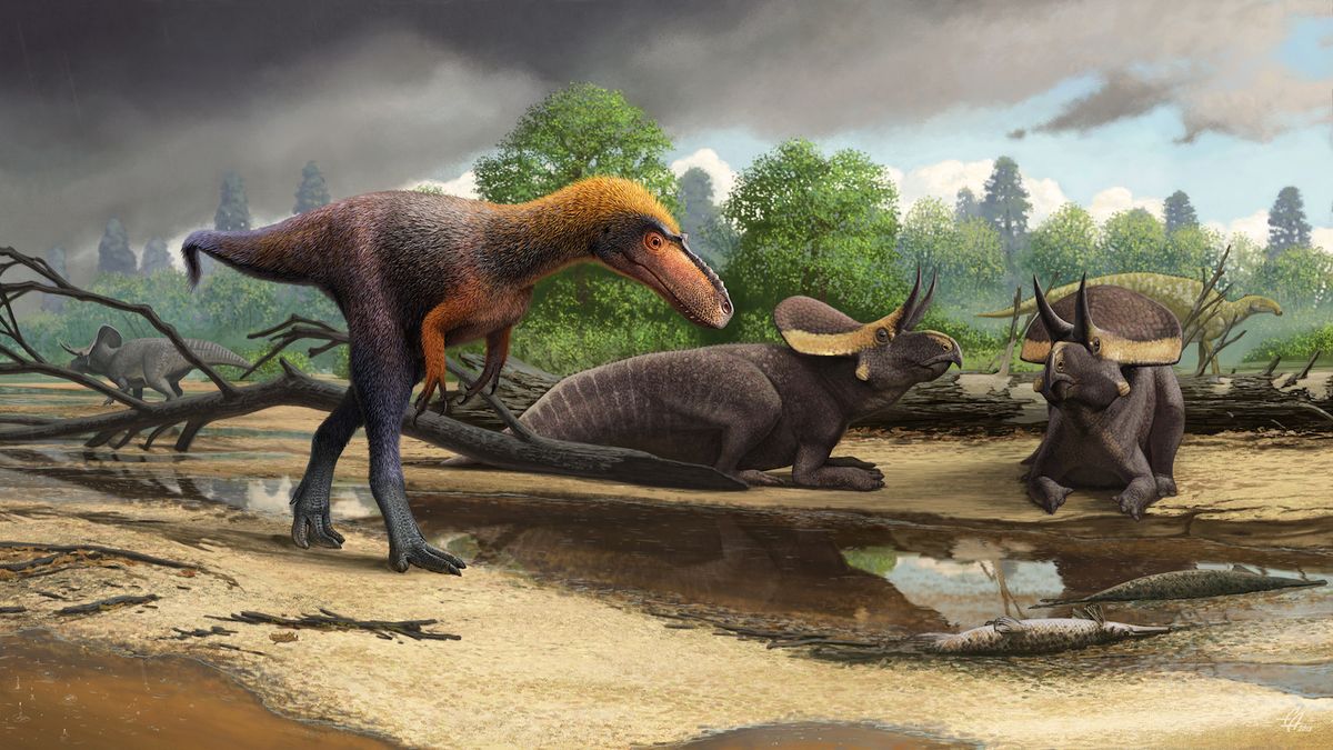 Newfound 'Mini T. Rex' Was a Tiny Terror at Just 3 Feet Tall | Live Science