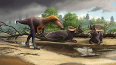 tiny tyrannosaur
