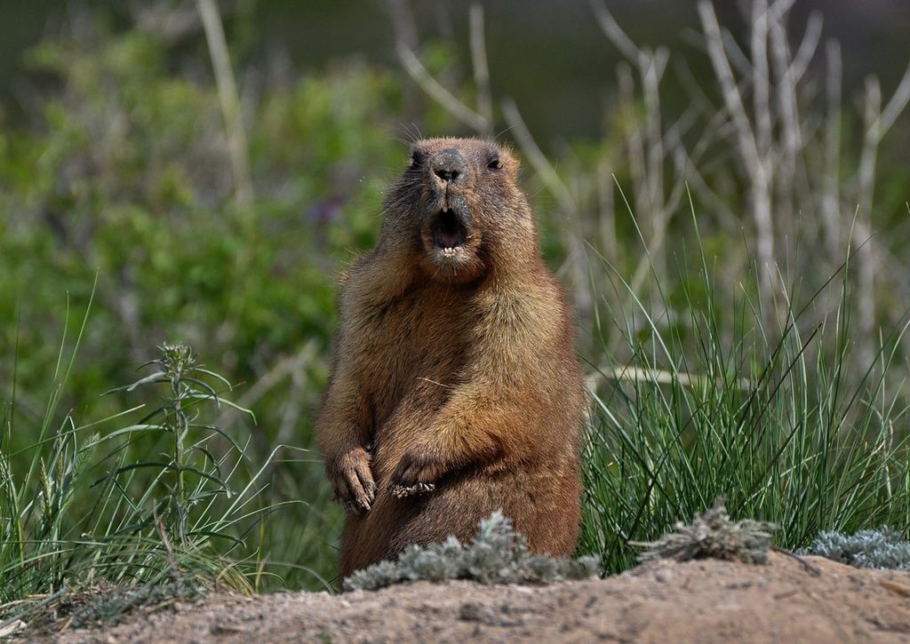 groundhog day how long in the loop