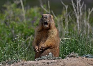 curious groundhog