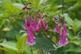 a plant with purple flowers with leaves surrounding it