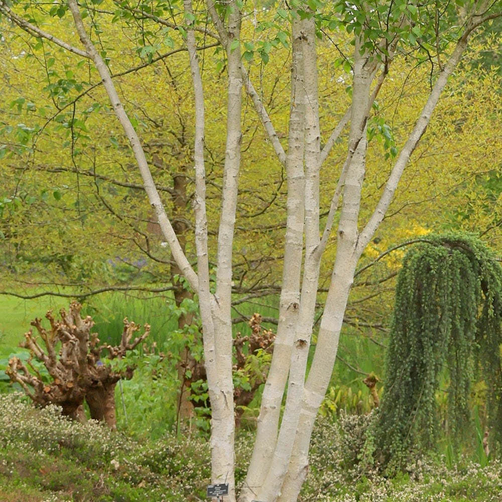 Betula Utilis Subsp. Jacquemontii 'doorenbos'
