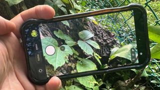 An iphone taking a photo of ivy