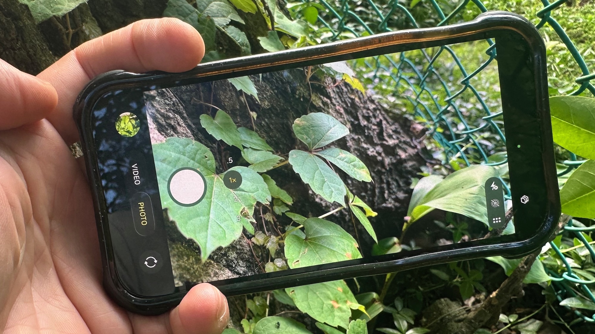 An iphone taking a photo of ivy