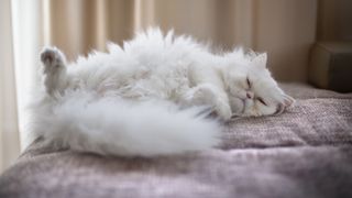 White Persian cat sleeping on back