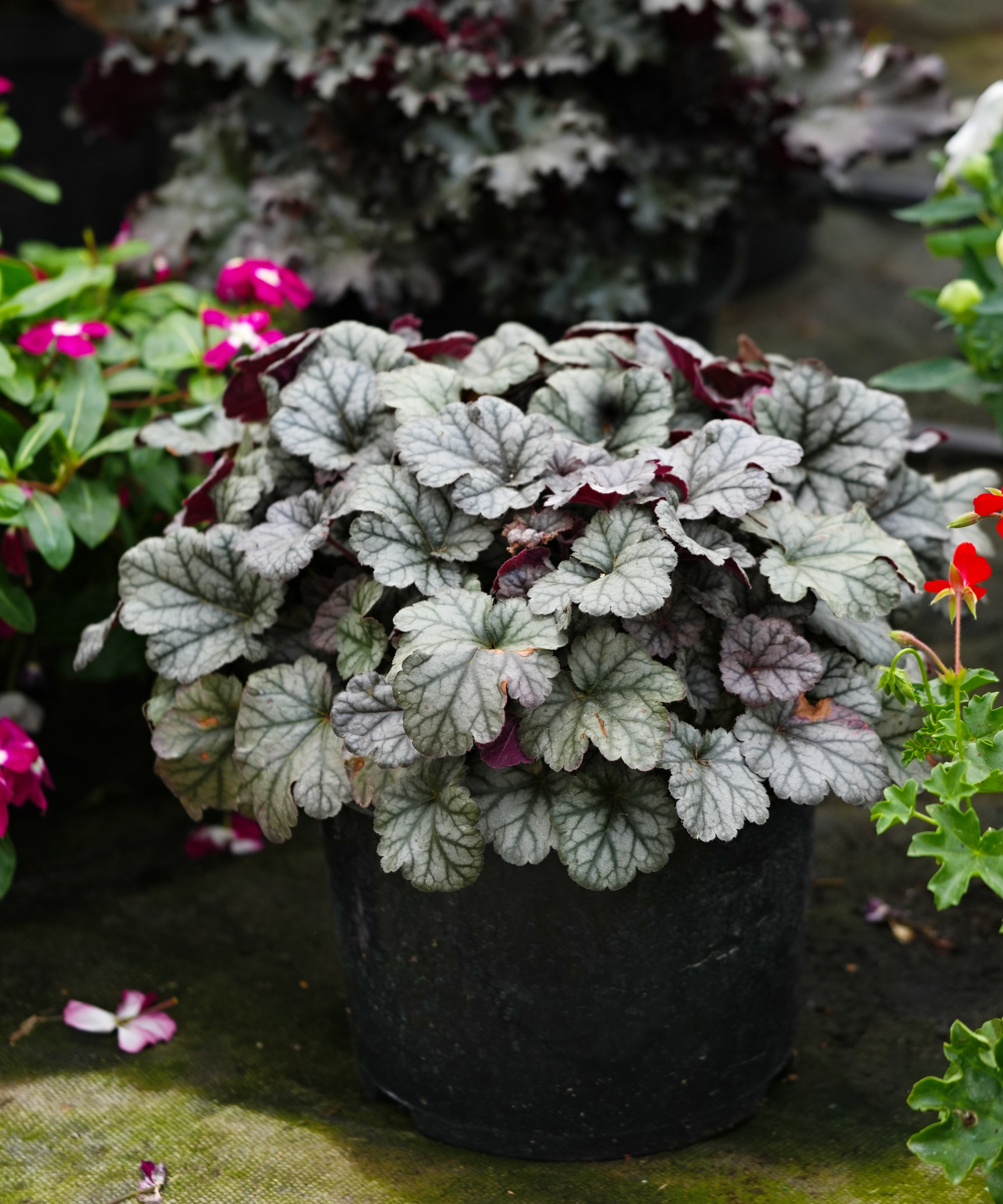 coral bell plant in a pot
