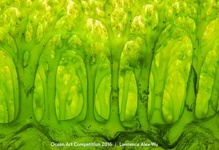 A shot of the inside of a common sea squirt is the winner in the compact macro category of the 2016 Ocean Art Competition by Underwater Photography Guide.