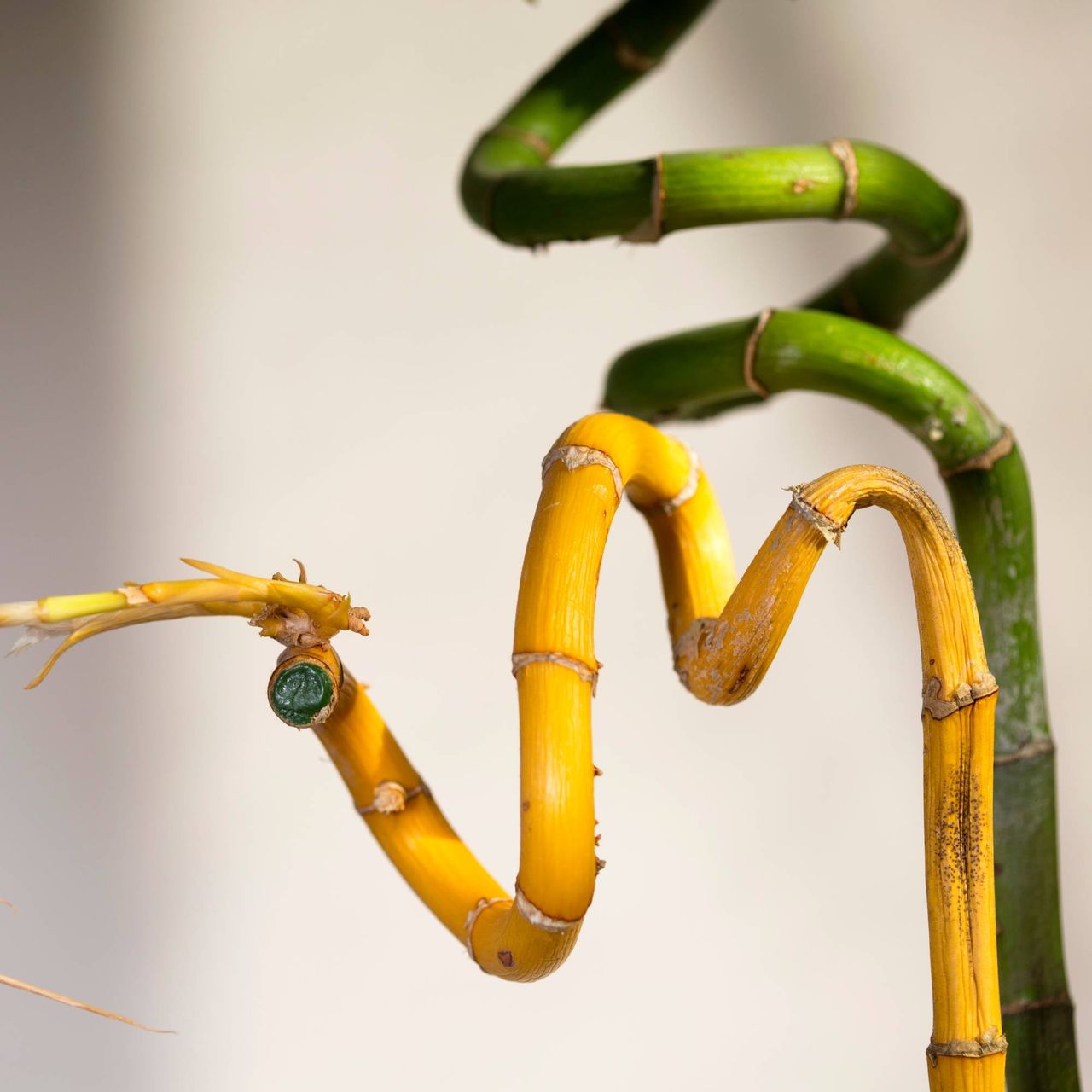 Lucky bamboo turning yellow