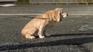 Dog sitting down