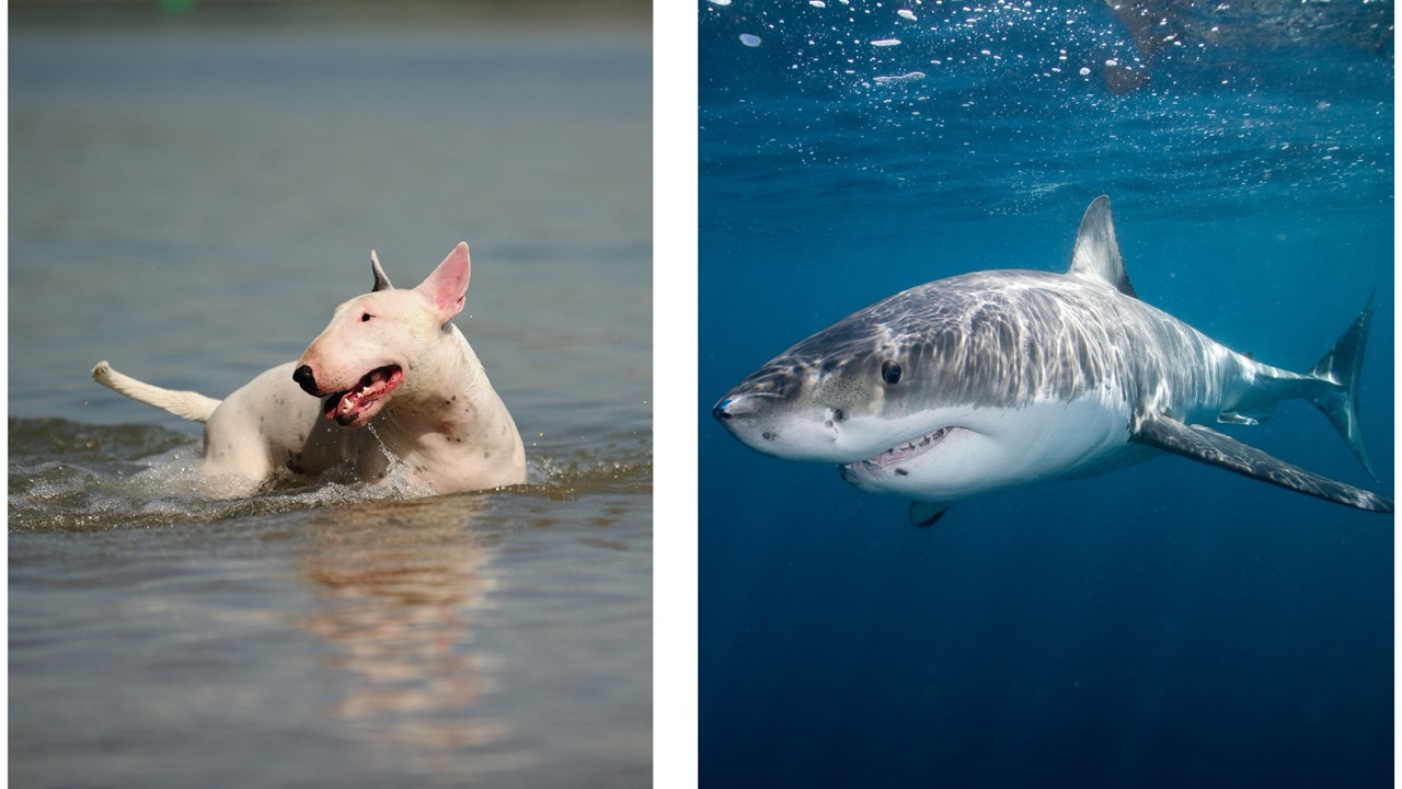 Side-by-side comparison of an English bull terrier and a great white shark, highlighting their similarly elongated snouts, triangular eyes and surprisingly similar head shapes.