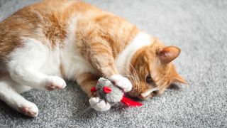 Cat playing with the best cat toys