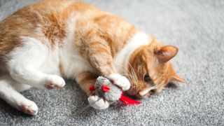 Cat playing with toy