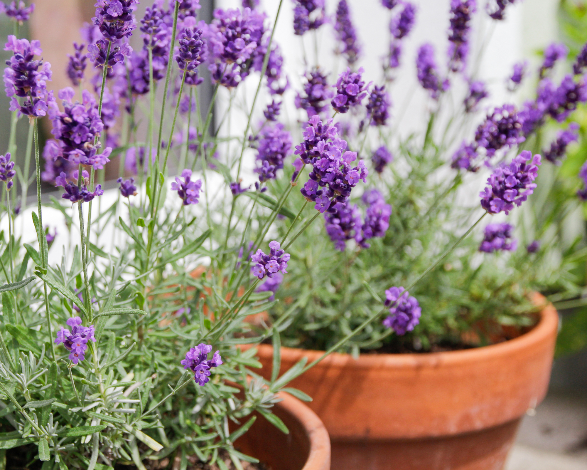 lavender growing in plant pots