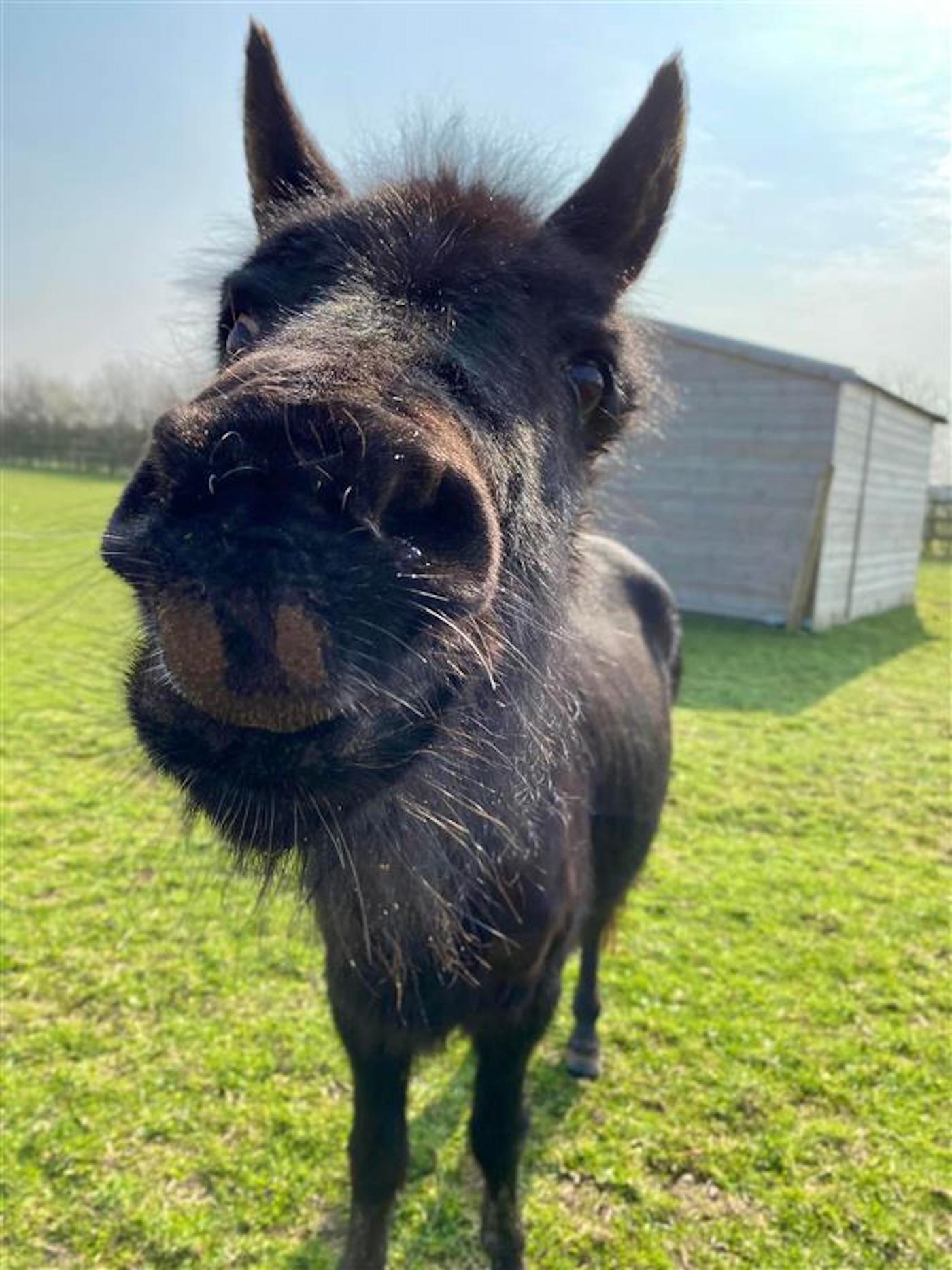 Ebony the mule celebrated her 30th birthday in January