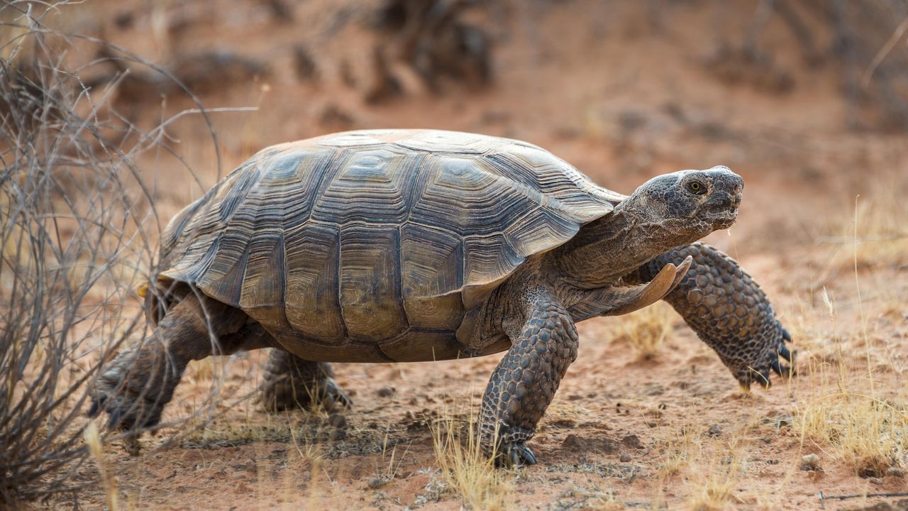 a tortoise walking in the desert