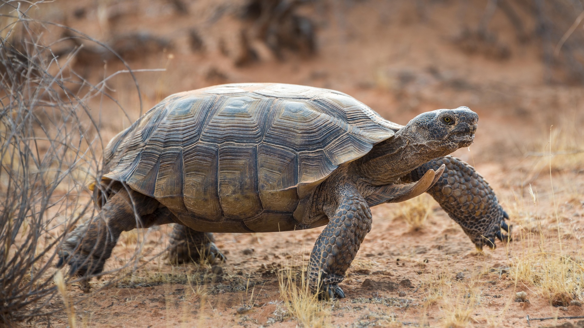 a tortoise walking in the desert