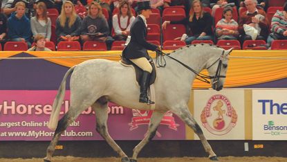 how to buy a riding horse