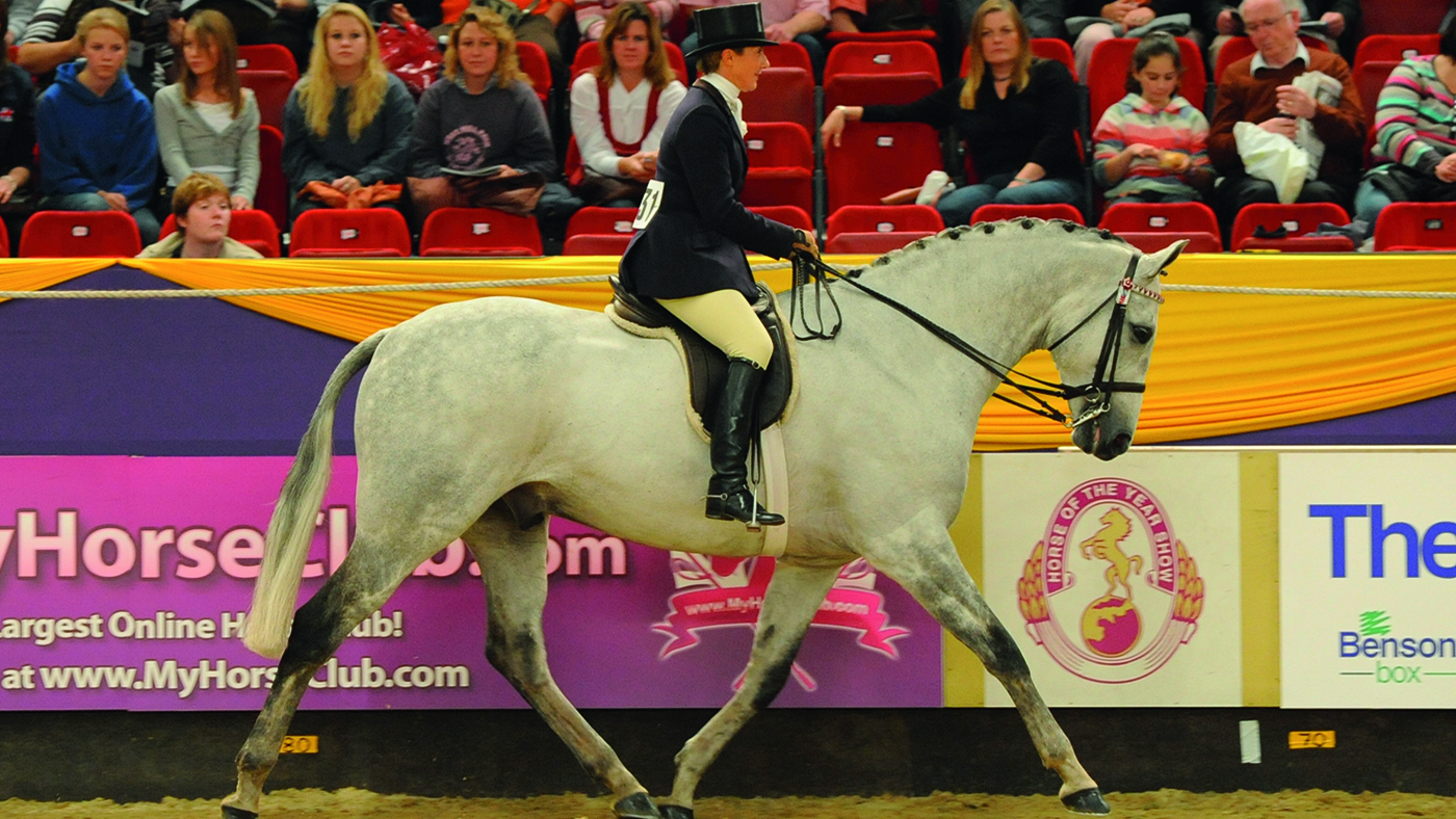 how to buy a riding horse