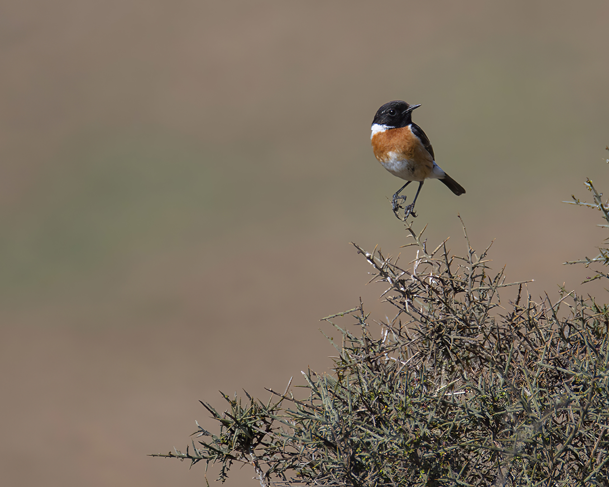 Chestnut-backed chickadee sitting on a twig