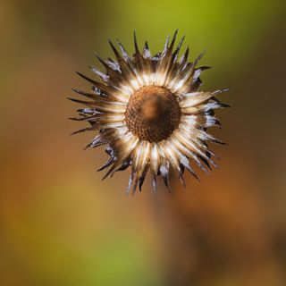 Echinacea seed heads