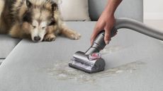 Dyson Ball Animal 3 attachment tool on grey sofa with dog in shot