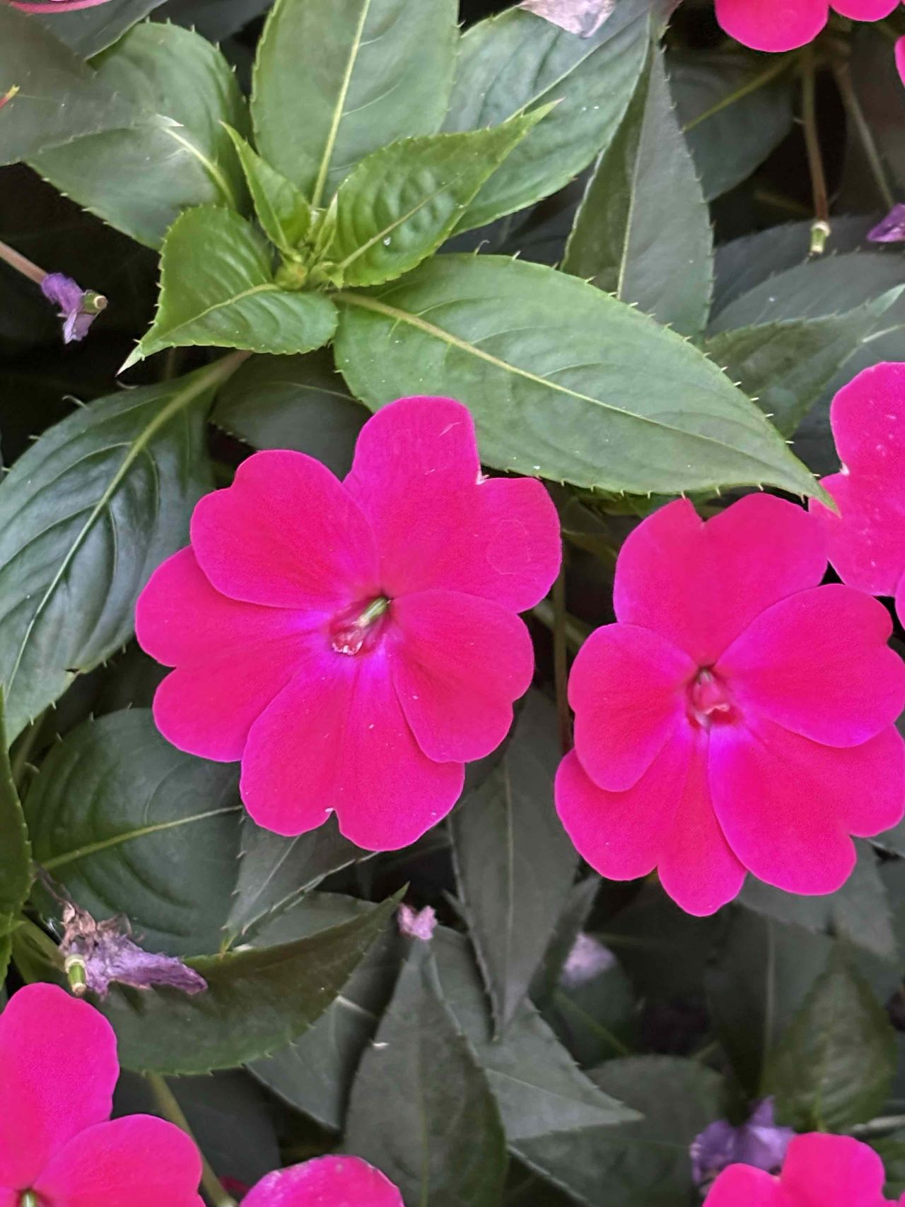 Apple iPhone 16 Review, Camera Samples