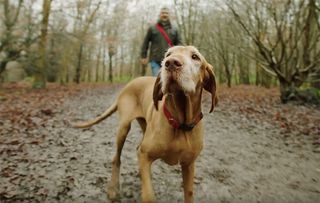 Dog out for a walk