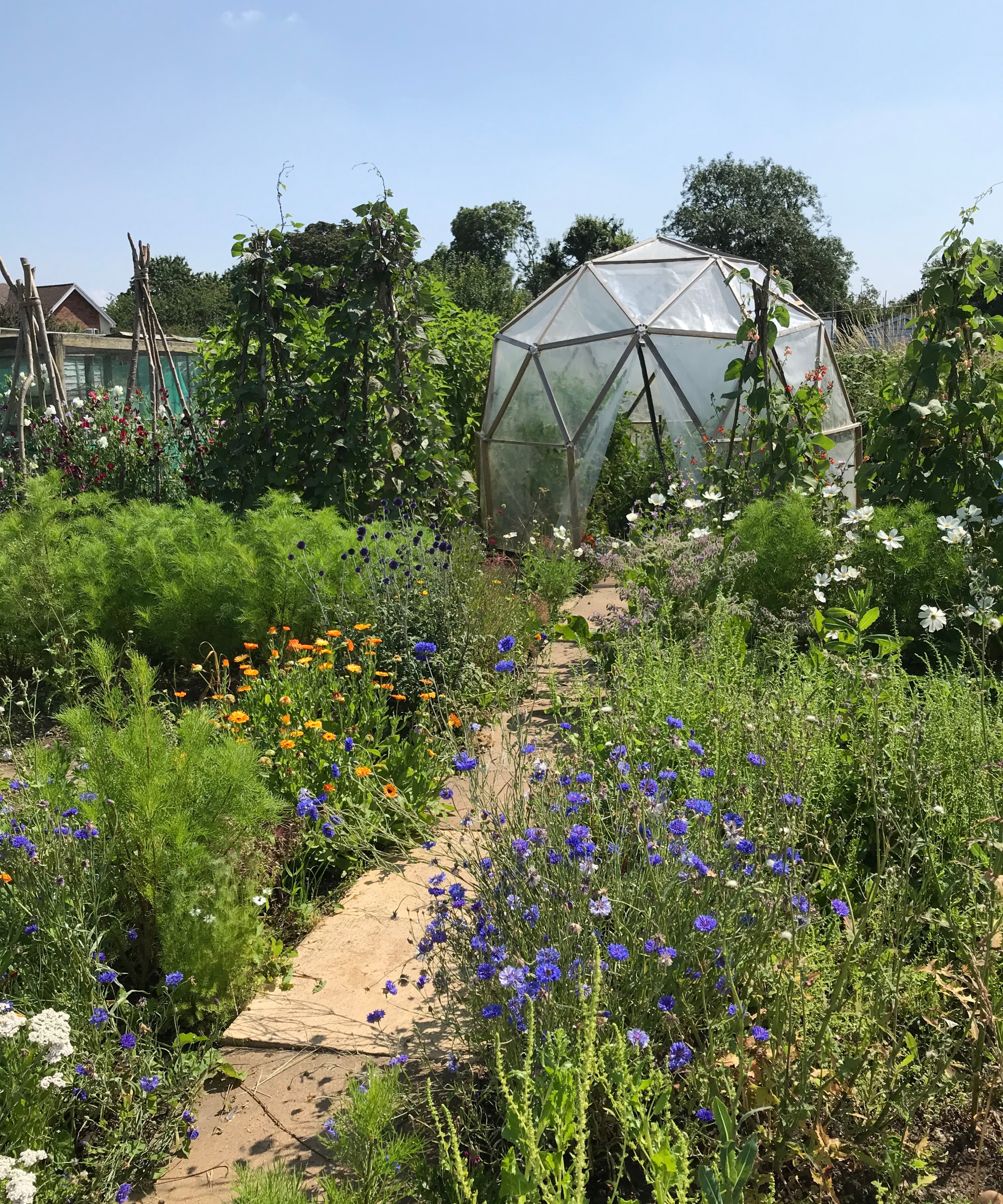 DIY greenhouse built with a geodesic kit