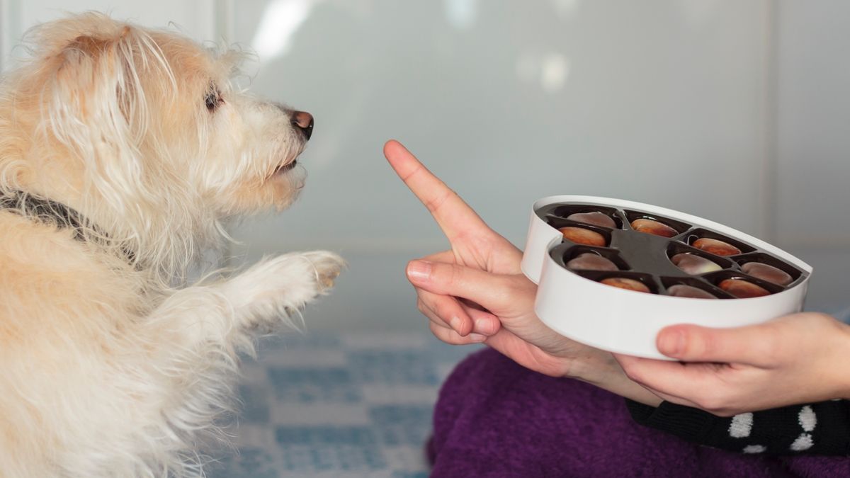 Dog extending paw towards woman&#039;s hand that&#039;s holding a box of chocolates