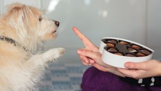 Dog extending paw towards woman's hand that's holding a box of chocolates