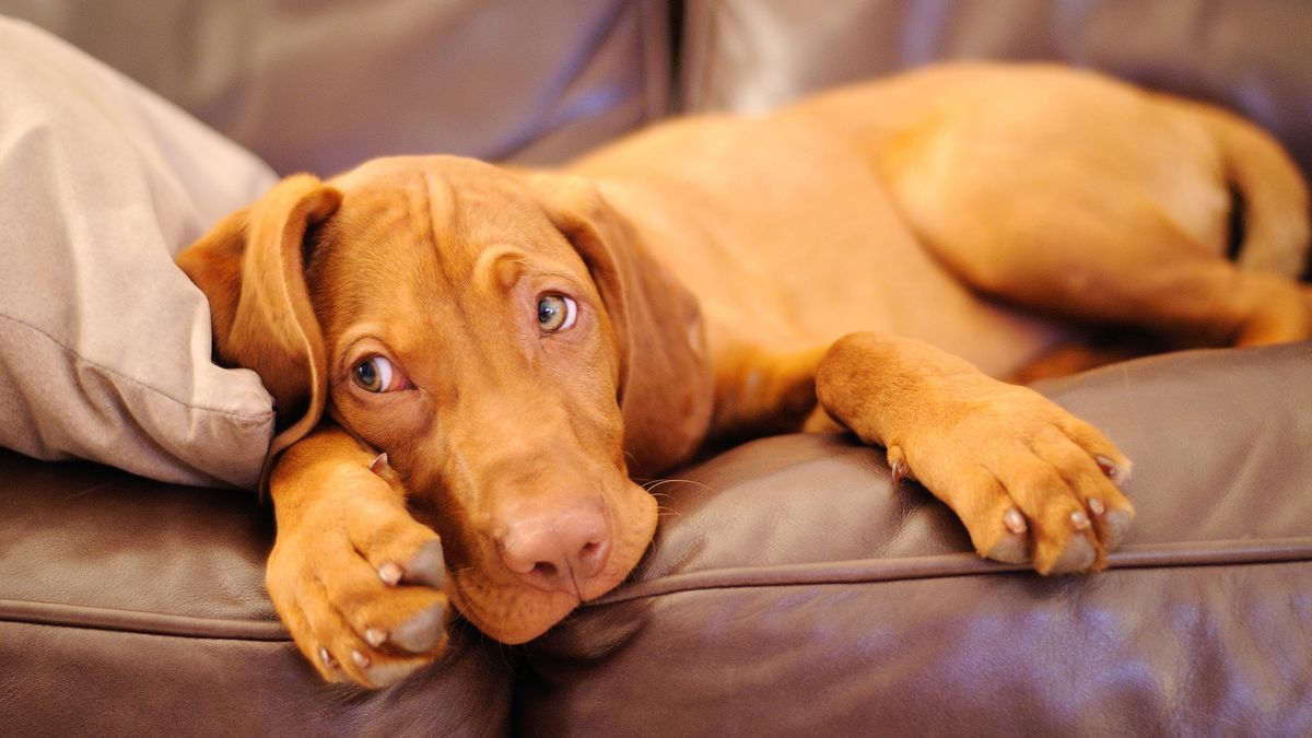 Dog laying on the couch looking bored