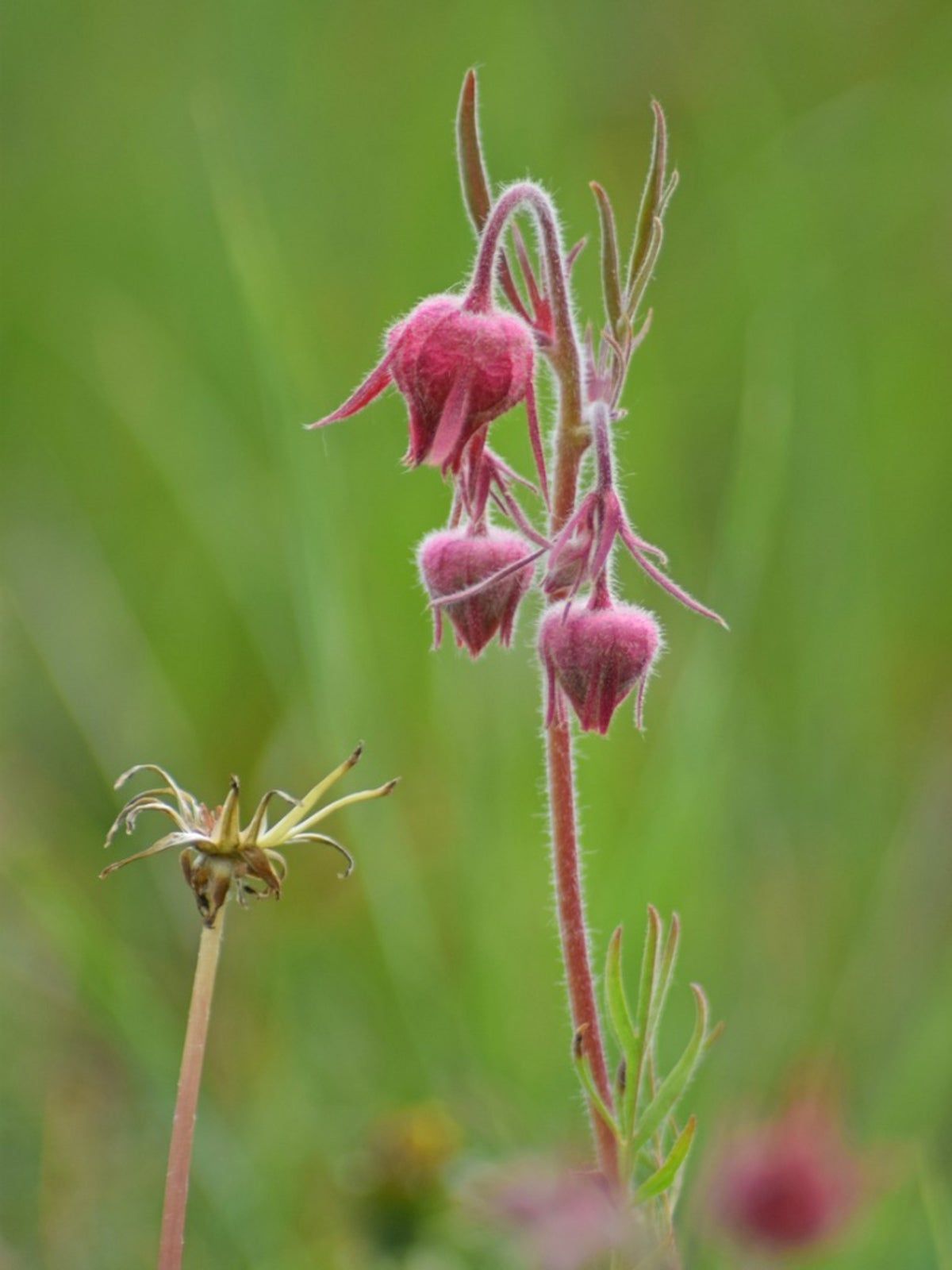 Pink Prairie Smoke Plant