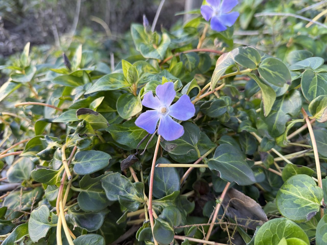 iPhone 17 Pro camera sample macro main