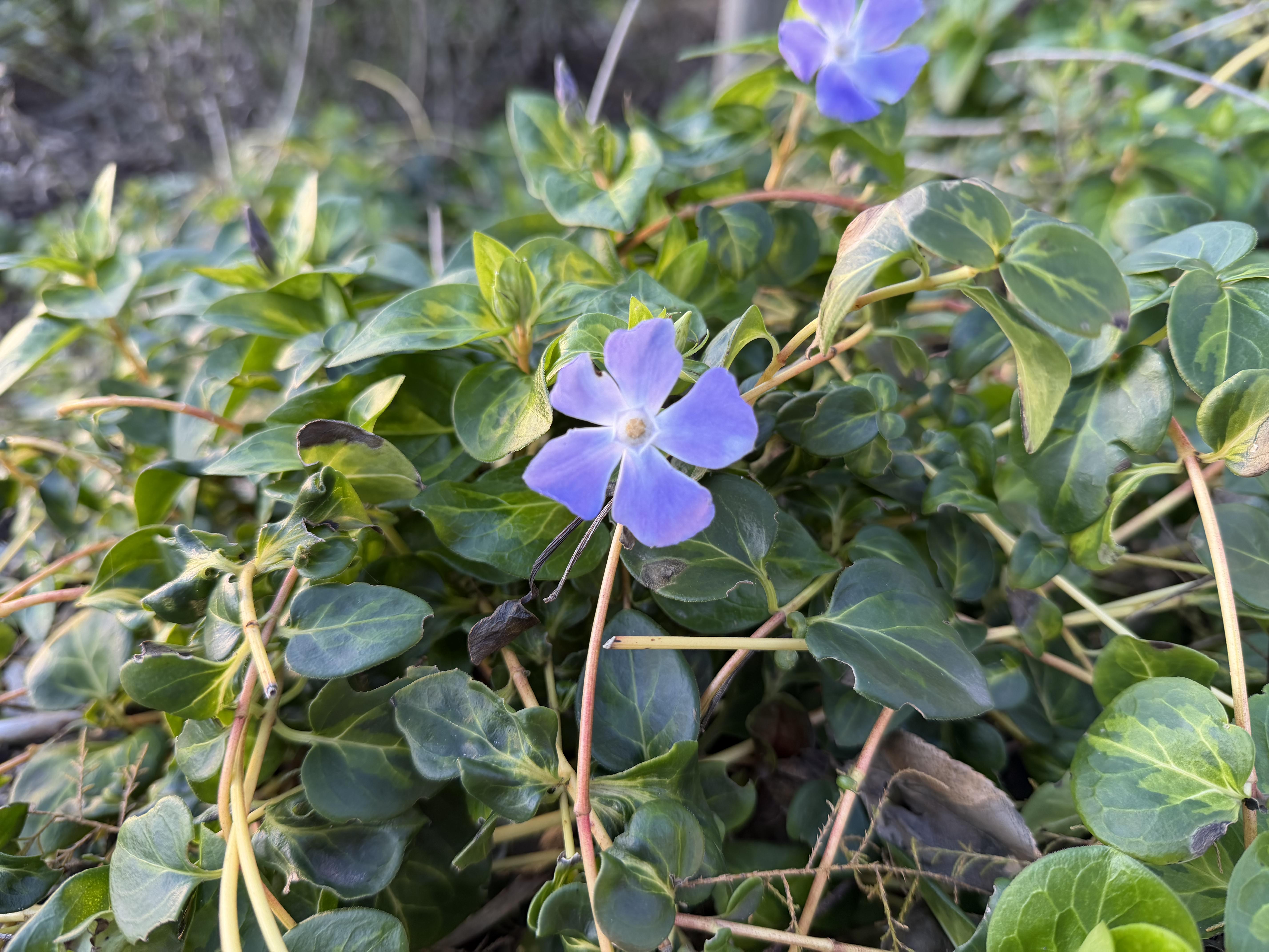 iPhone 17 Pro camera sample macro main