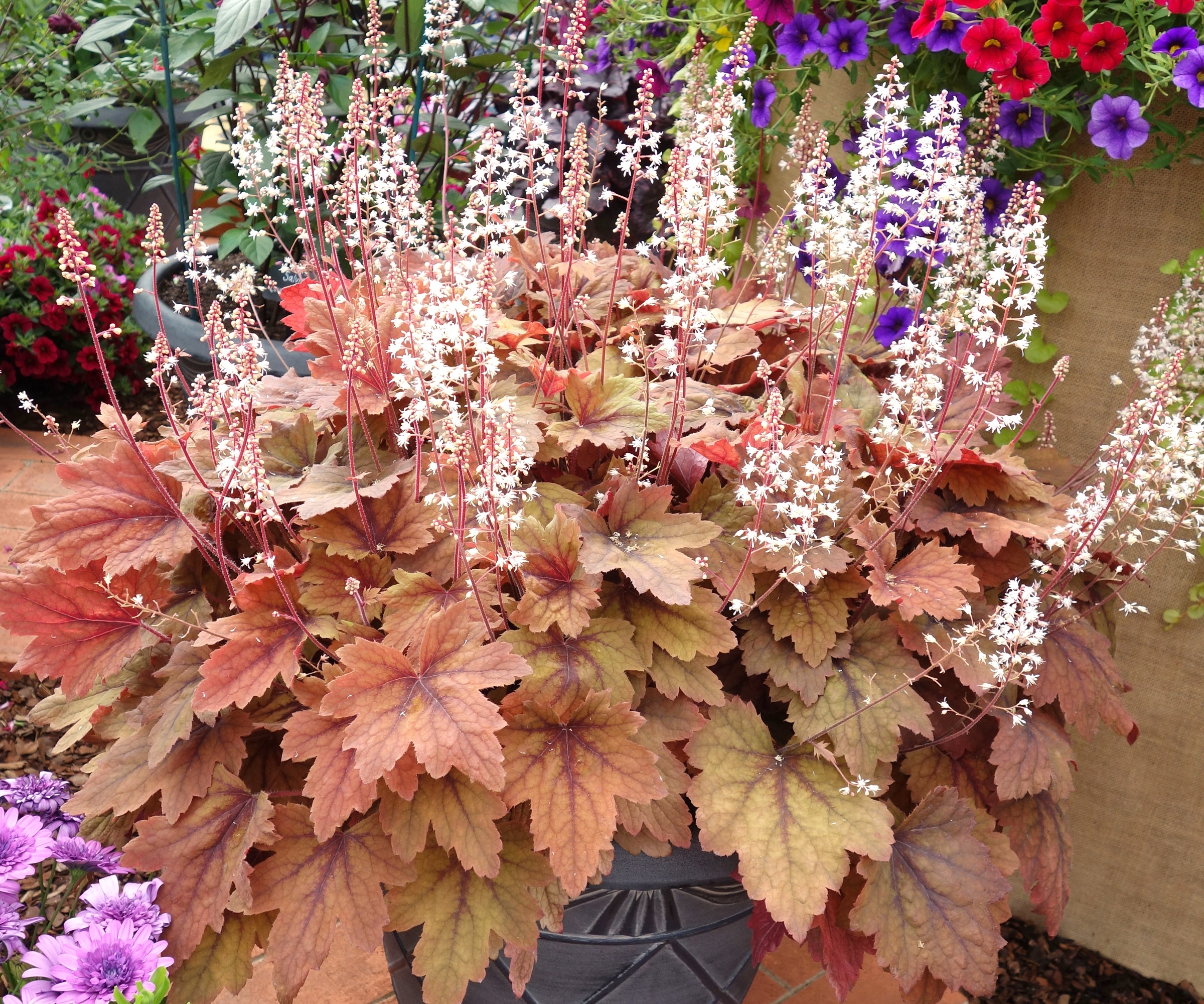 rust and caramel heuchera plants in container with pale pinky white flower heads