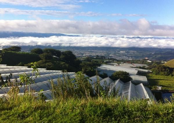Racers climbed past many fields on the way up the side of the volcano