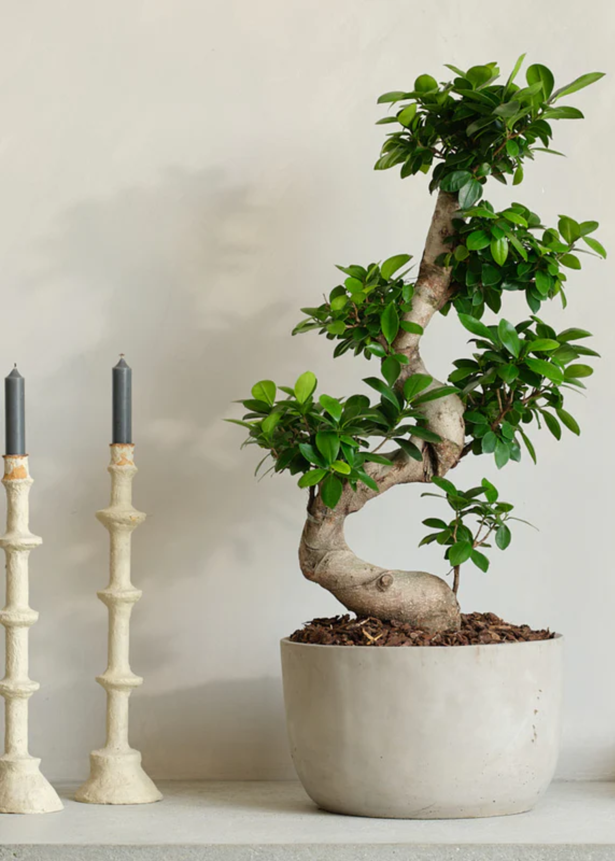 A potted bonsai ginseng plant in a cement planter near a pair of tiered candleholders