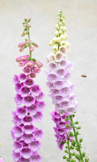 most poisonous plants for dogs: foxgloves