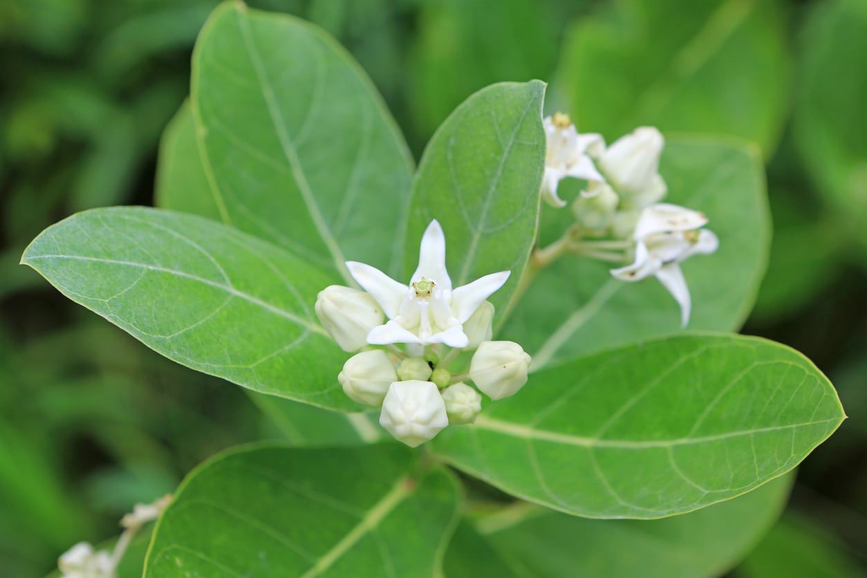 White Flowered Calotropis Plant