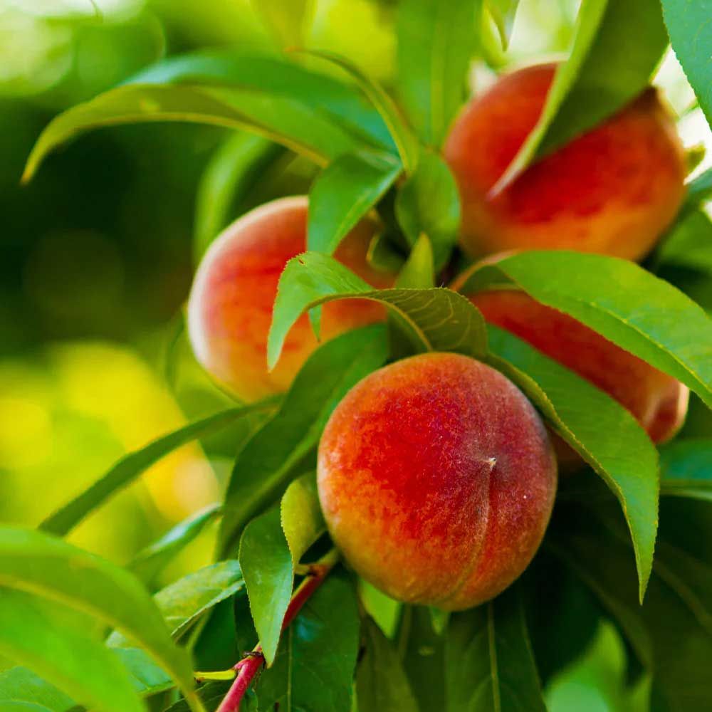 peach tree