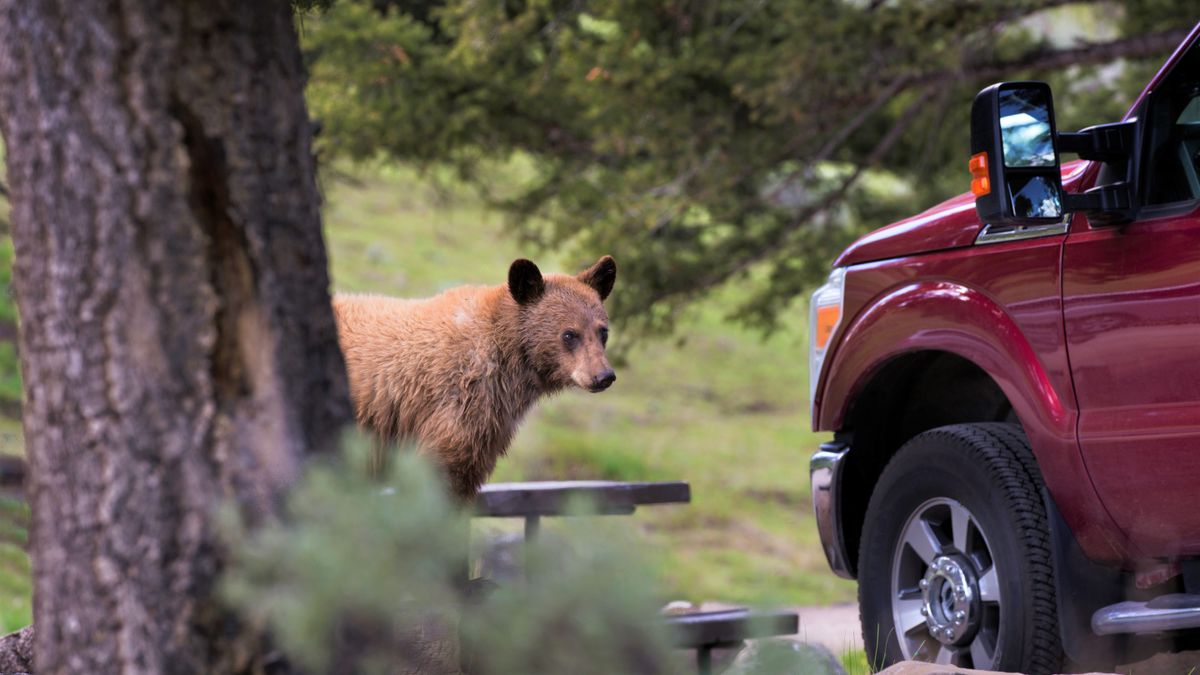 Young black bear looking at parked car