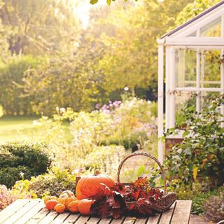 Pumpkin and autumn leaves on a wooden table in front of a greenhouse and garden borders