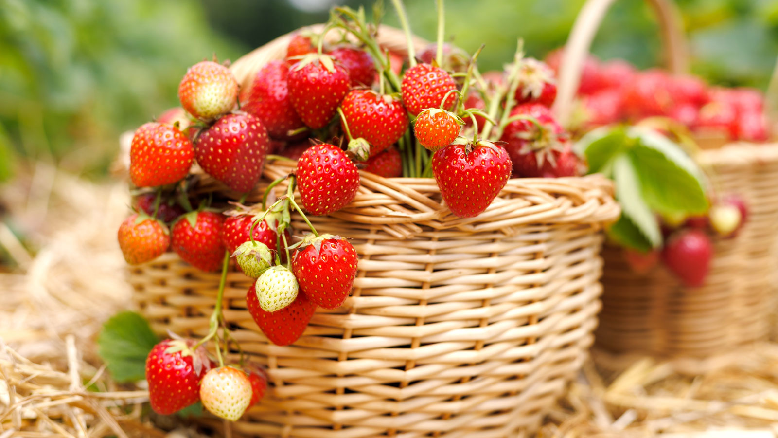 strawberry fruits harvested in wicker basket