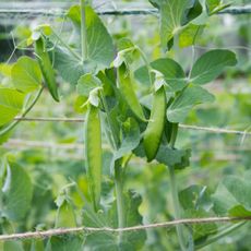 Peas growing on pea plant on string trellis in garden