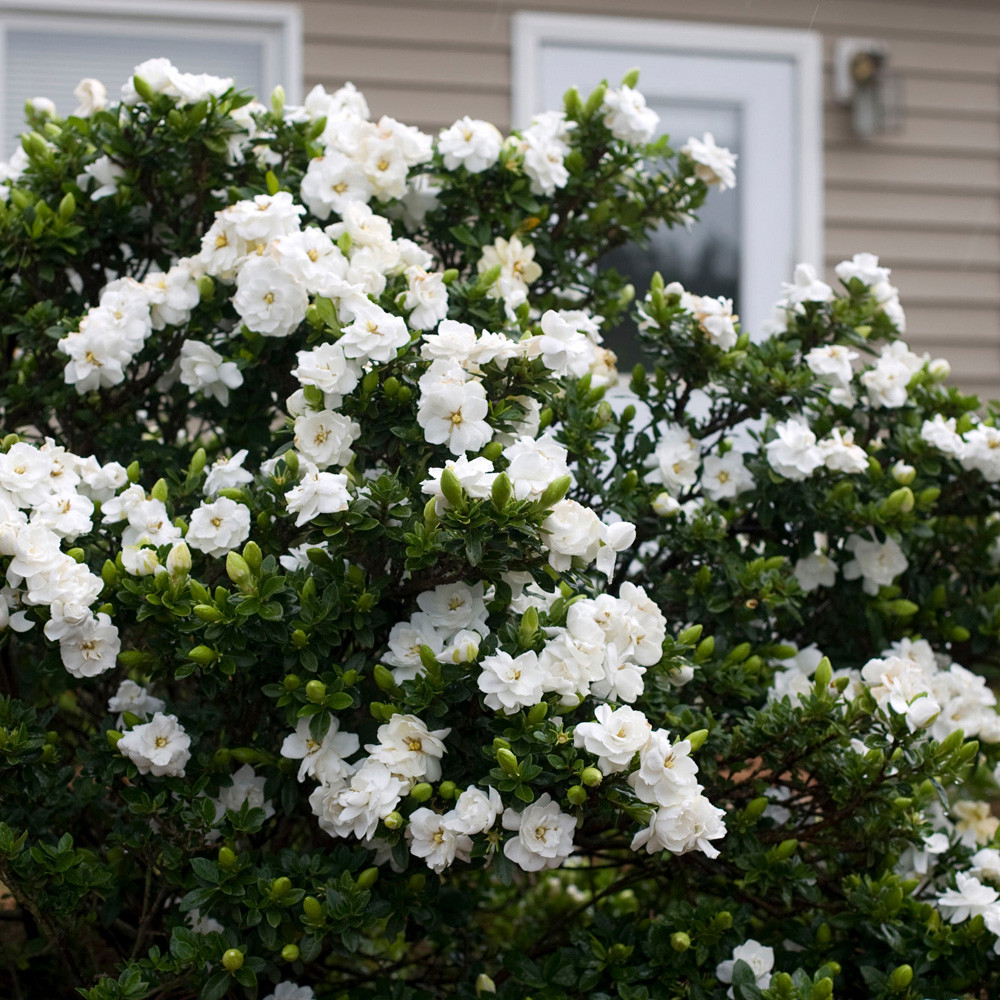 Gardenia Crown Jewel P9