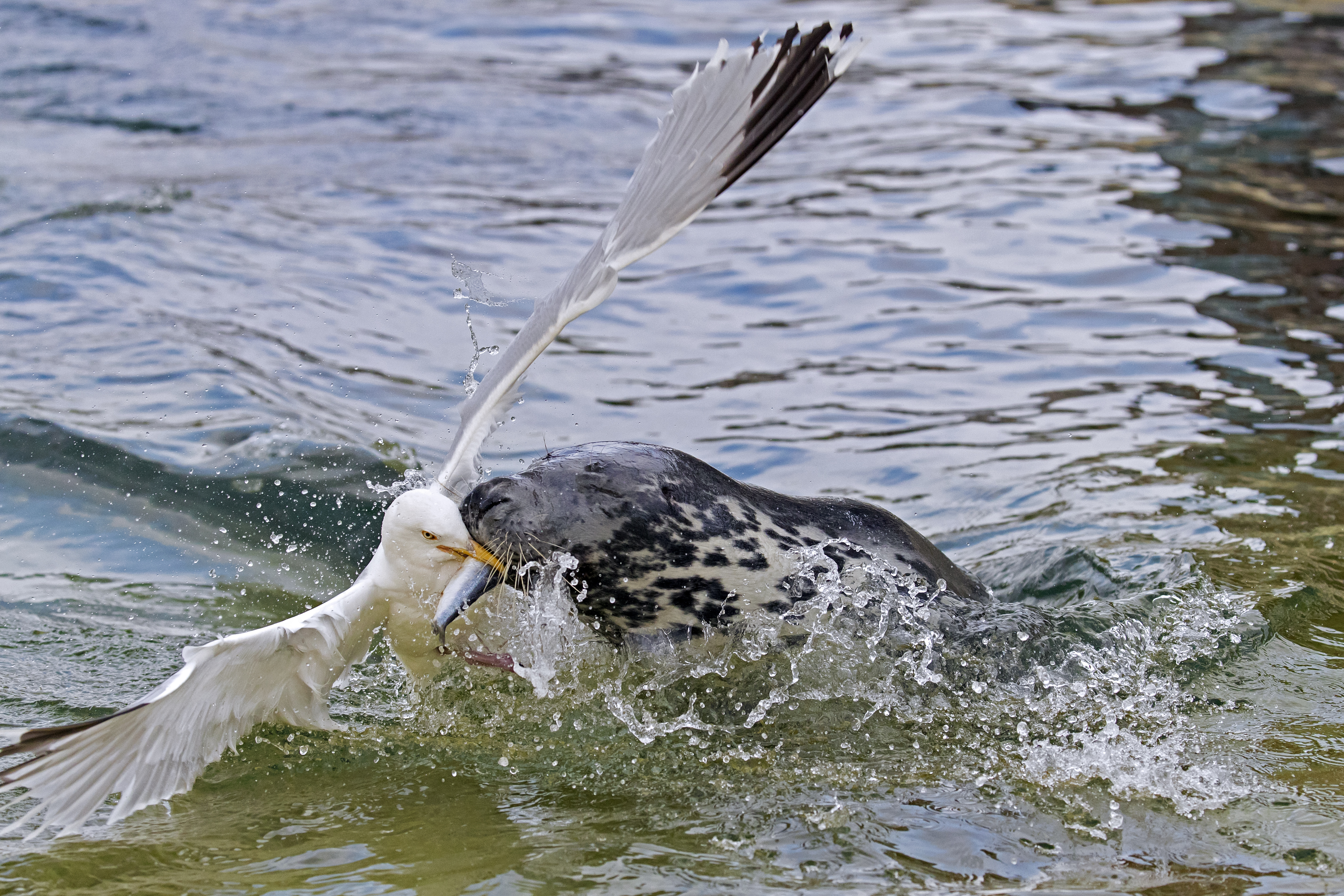 Herring gull