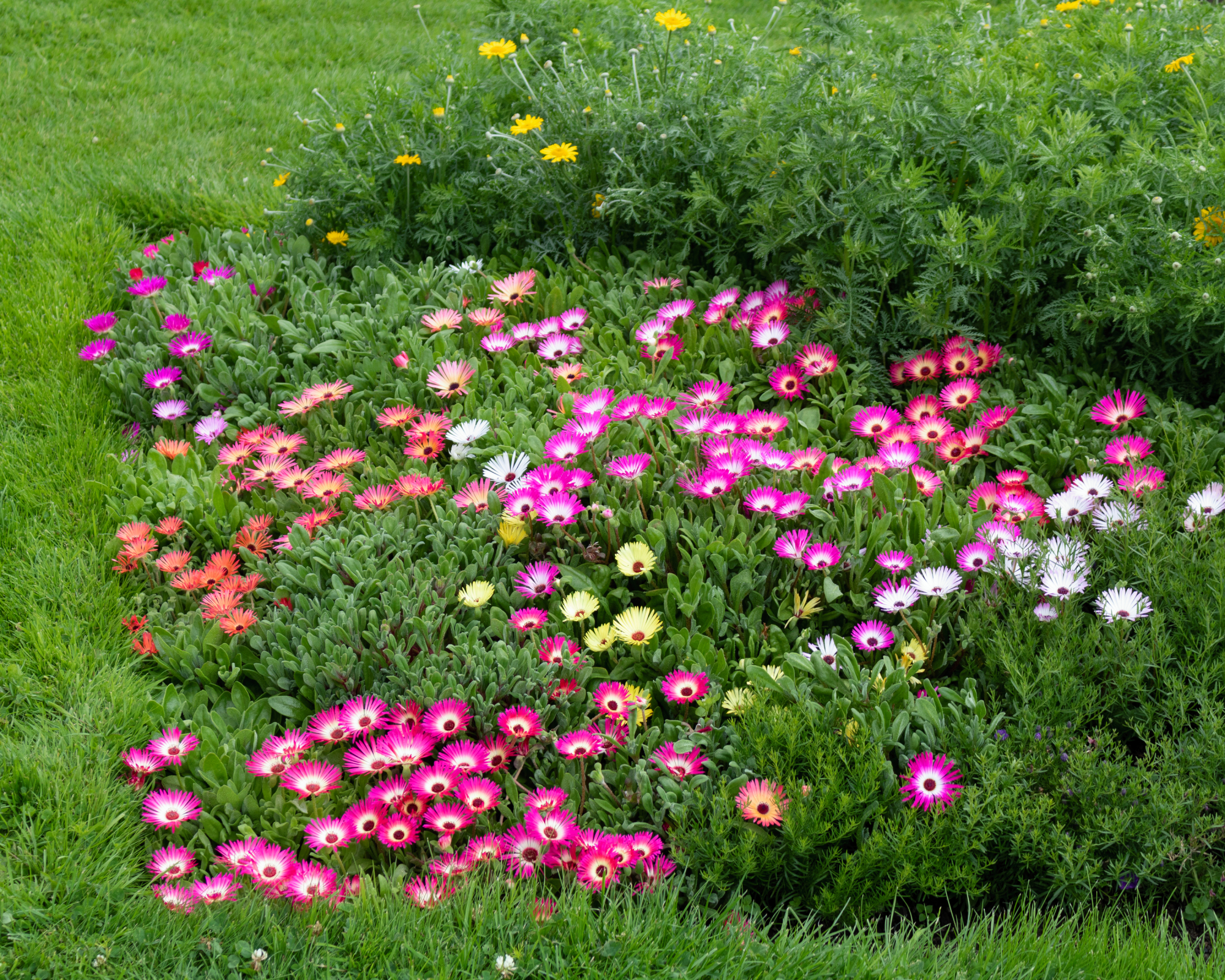 Pink and orange ice plant flowering ground cover