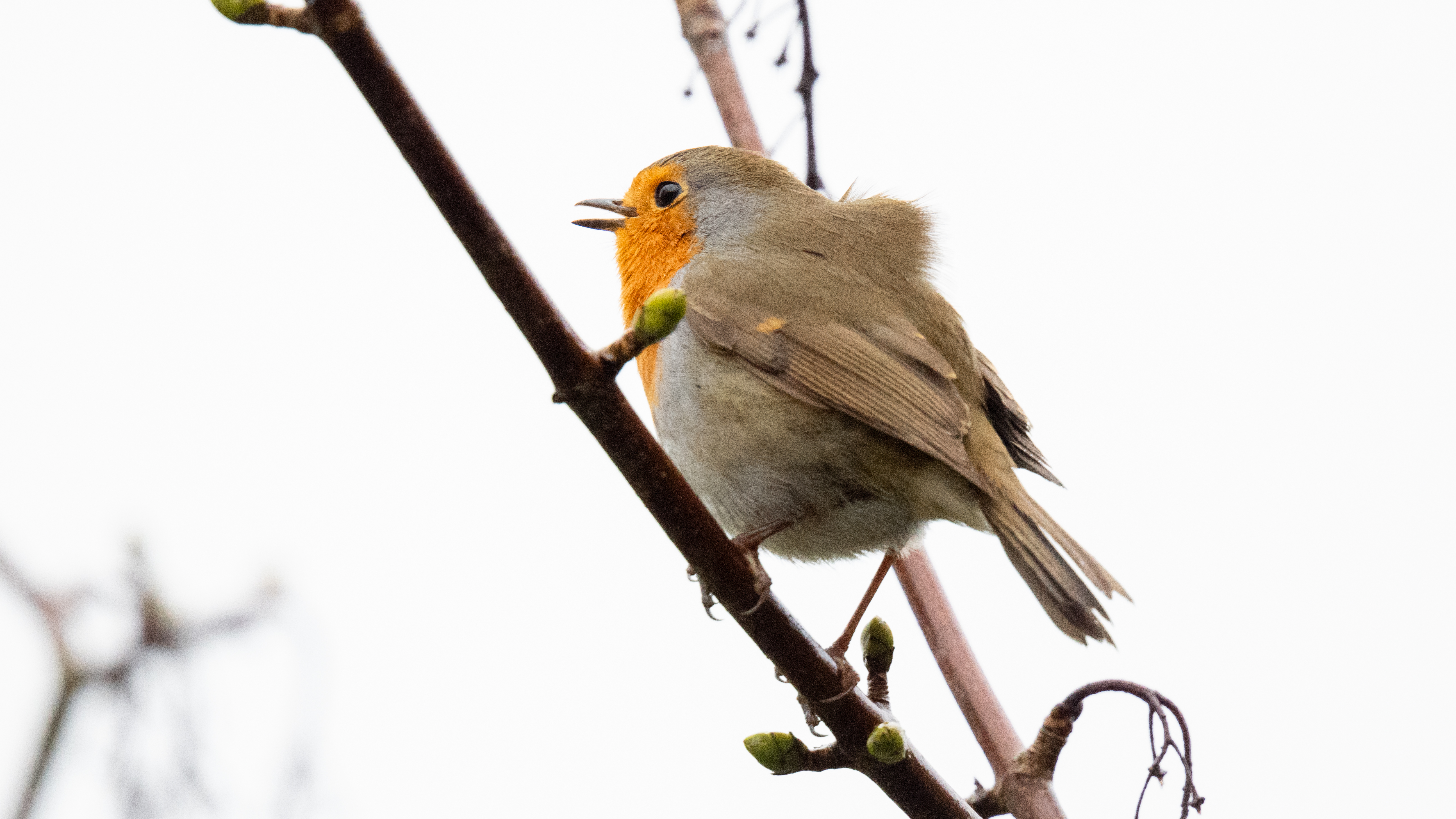 A photo taken on an OM System OM-1 Mark II Micro Four Thirds mirrorless camera